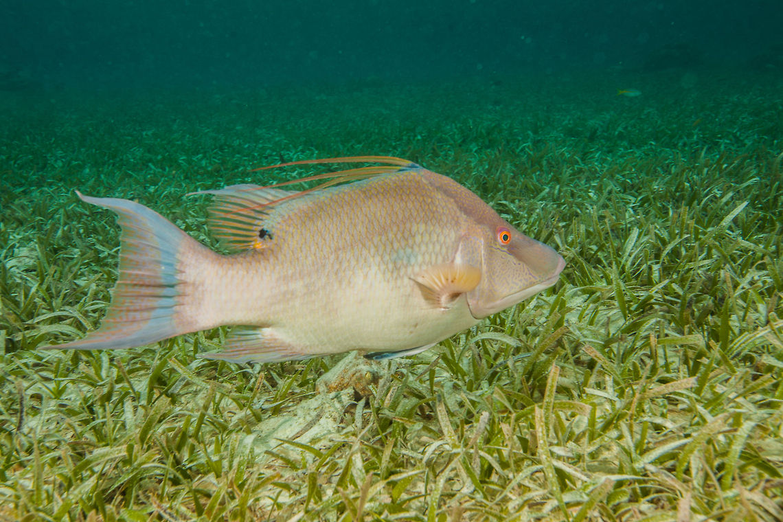 Hogfish (Lachnolaimus maximus)  Belize,Hogfish,Lachnolaimus maximus,San Pedro,ambergris caye,underwater