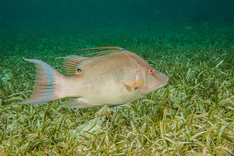 Hogfish (Lachnolaimus maximus)  Belize,Hogfish,Lachnolaimus maximus,San Pedro,ambergris caye,underwater