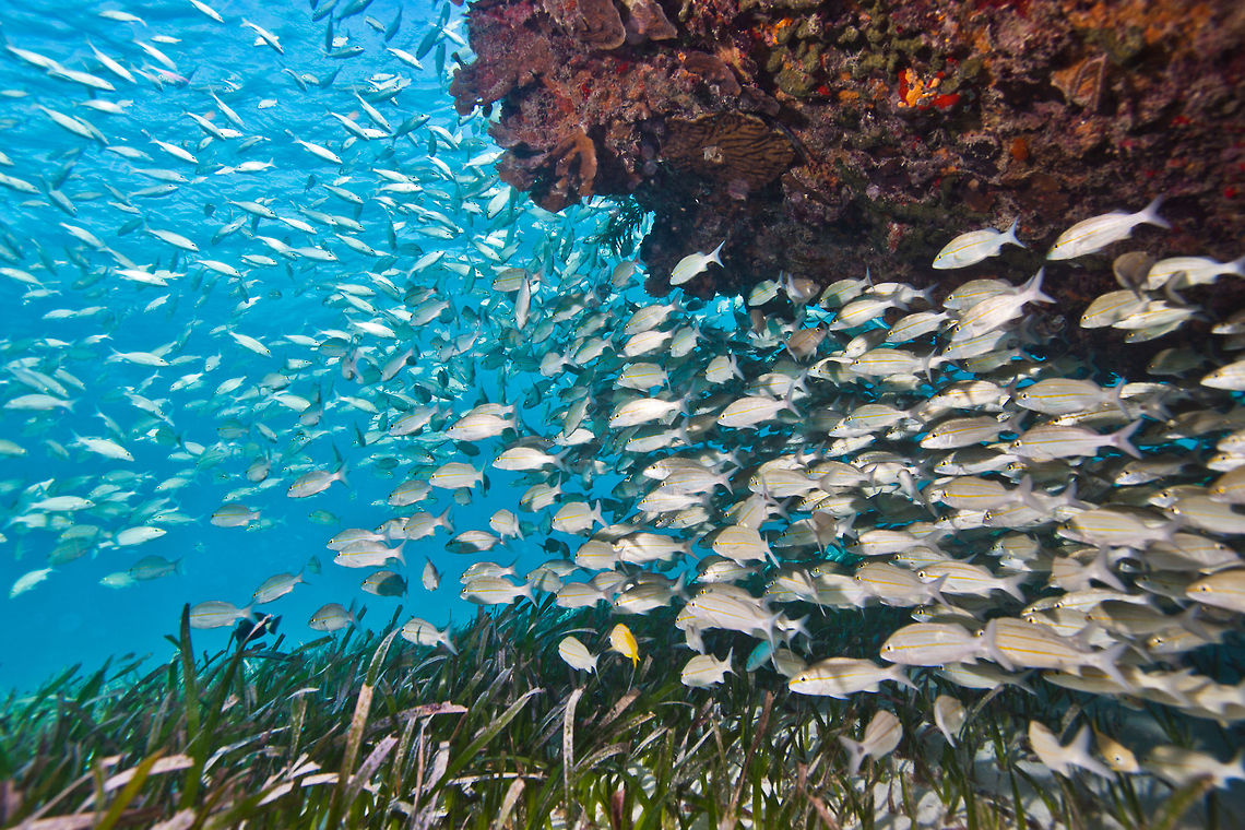 School of Striped Grunts (Haemulon striatum)  Belize,Haemulon striatum,San Pedro,Striped Grunt,Striped grunt,ambergris caye,underwater