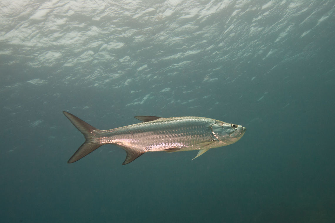 Tarpon (Megalops atlanticus)  Atlantic tarpon,Belize,Megalops atlanticus,San Pedro,ambergris caye,tarpon,underwater