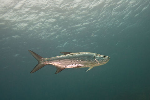 Tarpon (Megalops atlanticus)  Atlantic tarpon,Belize,Megalops atlanticus,San Pedro,ambergris caye,tarpon,underwater