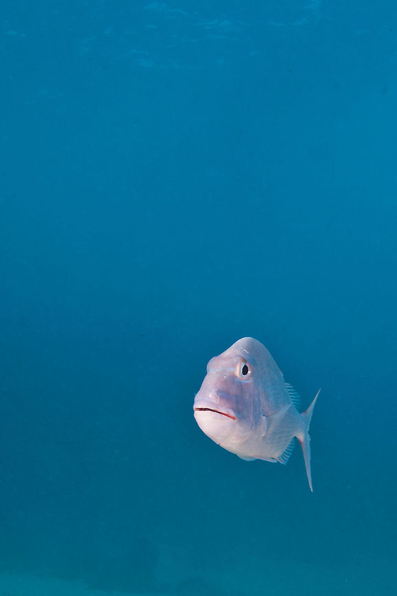 Saucereye Porgy (Calamus calamus)  Belize,Calamus calamus,San Pedro,Saucereye Porgy,Saucereye porgy,ambergris caye,underwater