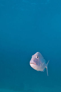 Saucereye Porgy (Calamus calamus)  Belize,Calamus calamus,San Pedro,Saucereye Porgy,Saucereye porgy,ambergris caye,underwater