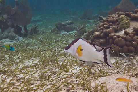 Hogfish (Lachnolaimus maximus)  Belize,Hogfish,Lachnolaimus maximus,San Pedro,ambergris caye,hogfish,underwater
