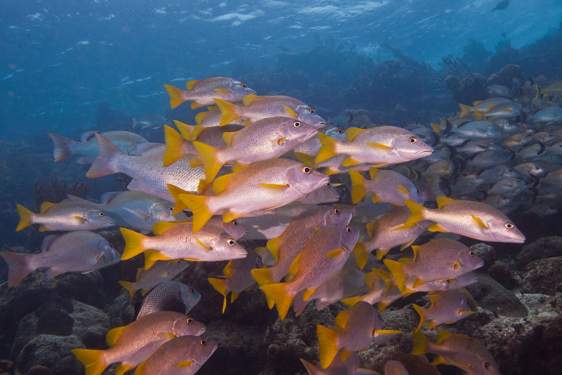 Schoolmasters (Lutjanus apodus)  Belize,Lutjanus apodus,Lutjanus mahogoni,Mahogany snapper,San Pedro,Schoolmaster snapper,ambergris caye,schoolmaster,underwater