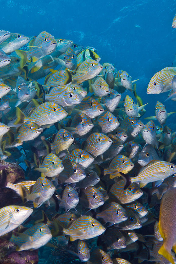 Blue Striped Grunts  Belize,Blue striped grunt,Haemulon sciurus,San Pedro,ambergris caye,underwater
