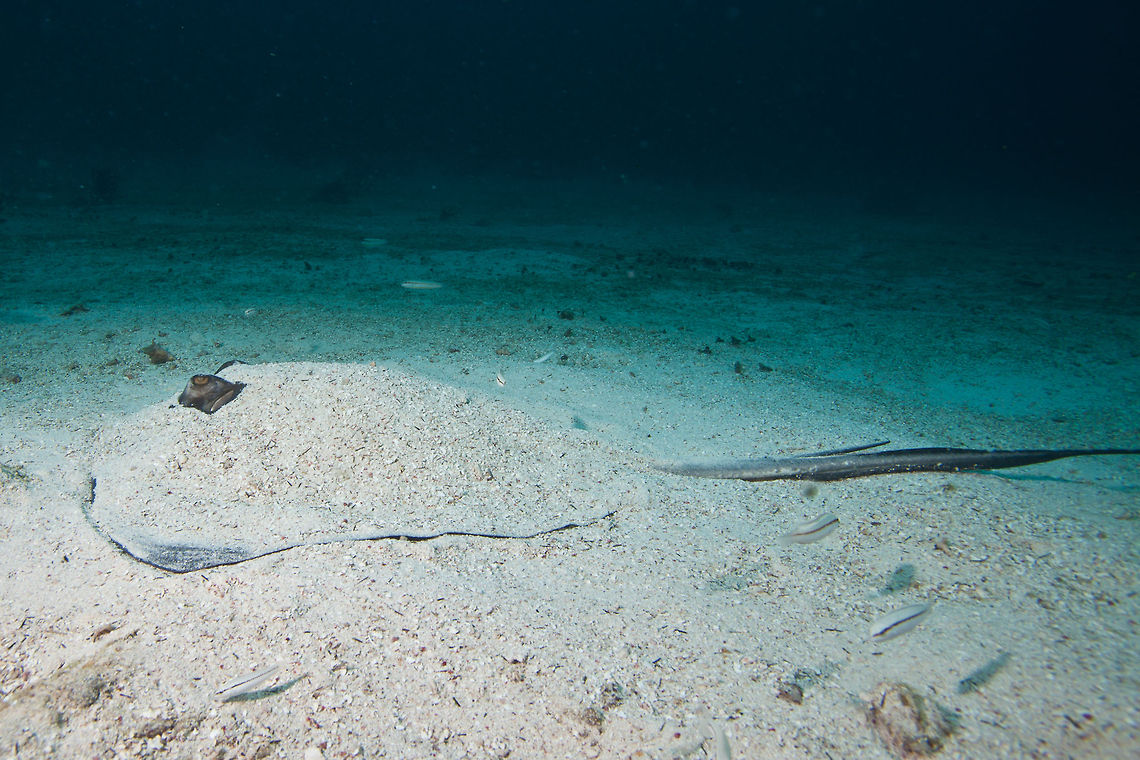 Southern stingray (Dasyatis americana) Now you see me, now you don&#039;t. Belize,Dasyatis americana,San Pedro,Southern Stingray,Southern stingray,ambergris caye,underwater