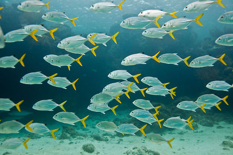 Horse-eye jack (Caranx latus )  Belize,Caranx latus,Horse-eye jack,San Pedro,ambergris caye,horse-eye jack,underwater