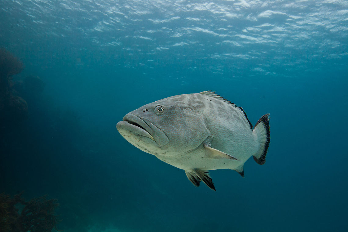 Black Grouper (Mycteroperca bonaci)  Belize,Black grouper,Mycteroperca bonaci,San Pedro,ambergris caye,black grouper,underwater