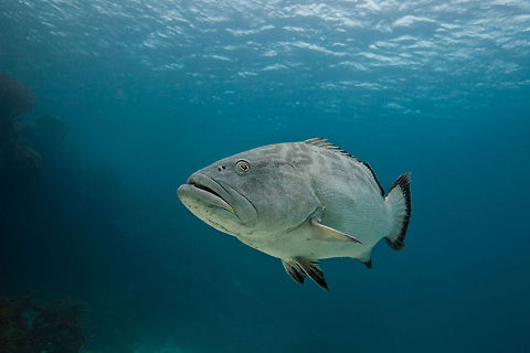 Black Grouper (Mycteroperca bonaci)  Belize,Black grouper,Mycteroperca bonaci,San Pedro,ambergris caye,black grouper,underwater