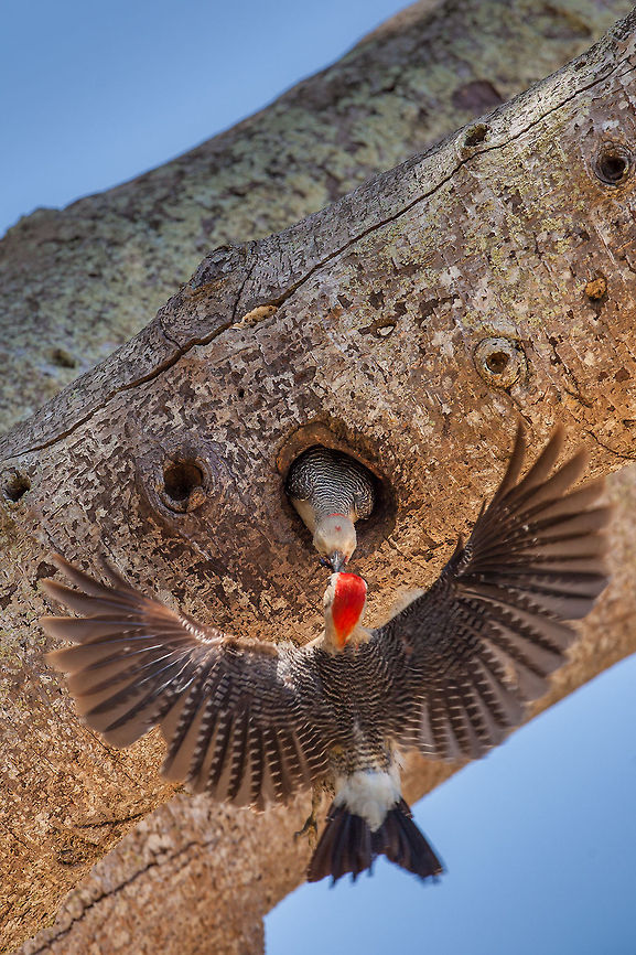 Golden-Fronted Woodpecker (Centurus aurifrons)  Belize,Geotagged,Golden-fronted Woodpecker,Melanerpes aurifrons,Pelican Beach Resort,birds,nest