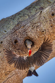 Golden-Fronted Woodpecker (Centurus aurifrons)  Belize,Geotagged,Golden-fronted Woodpecker,Melanerpes aurifrons,Pelican Beach Resort,birds,nest