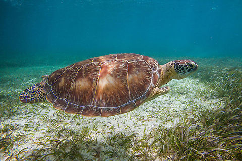 Green sea turtle (Chelonia mydas)  Belize,Chelonia mydas,Green sea turtle,Green turtle,Marine Turtle