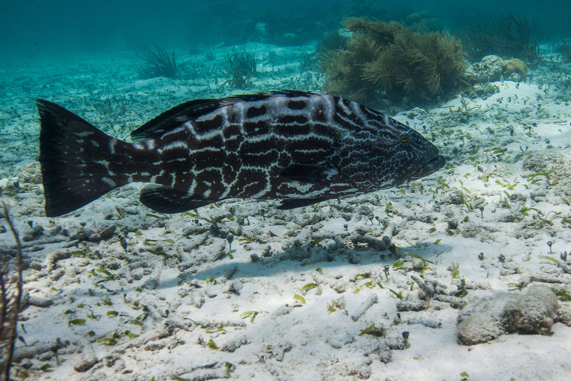 Black Grouper (Mycteroperca bonaci)  Belize,Black grouper,Mycteroperca bonaci,Oceana
