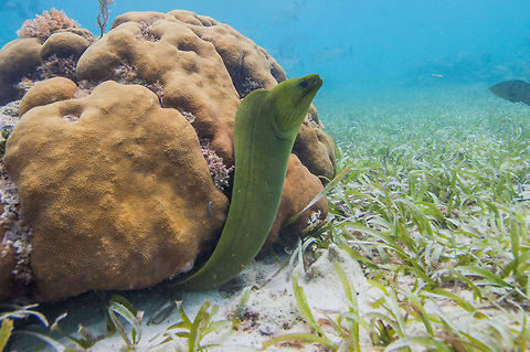 Green Moray (Gymnothorax funebris)  Belize,Green moray,Gymnothorax funebris,Oceana