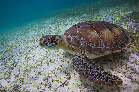 Green sea turtle (Chelonia mydas)  Belize,Chelonia mydas,Green sea turtle,Oceana
