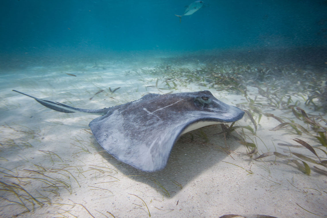 Southern Stingray (Dasyatis americana)  Belize,Dasyatis americana,Oceana,Southern stingray