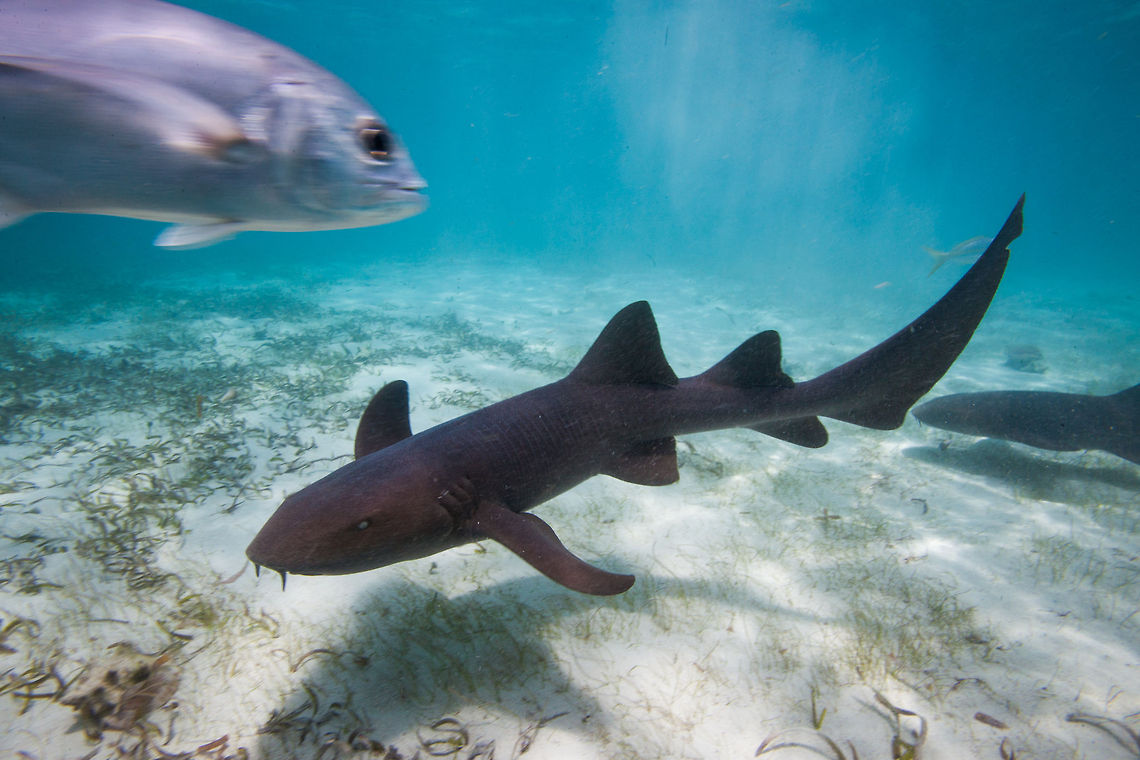 Nurse Shark (Ginglymostoma cirratum)  Belize,Ginglymostoma cirratum,Nurse shark,Oceana
