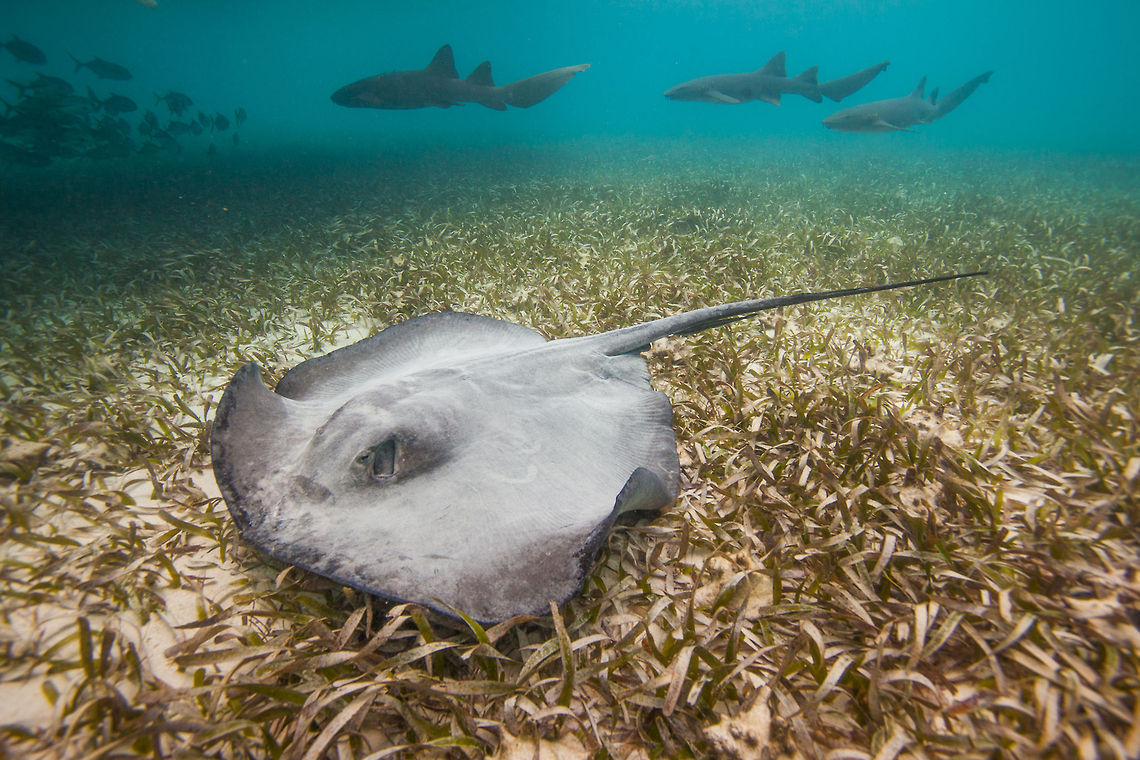 Southern Stingray (Dasyatis americana)  Belize,Dasyatis americana,Oceana,Southern stingray