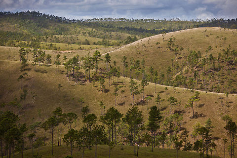 Baldy Beacon region of the Mountain Pine Ridge, Belize  Belize,MPR,Mountain Pine Ridge