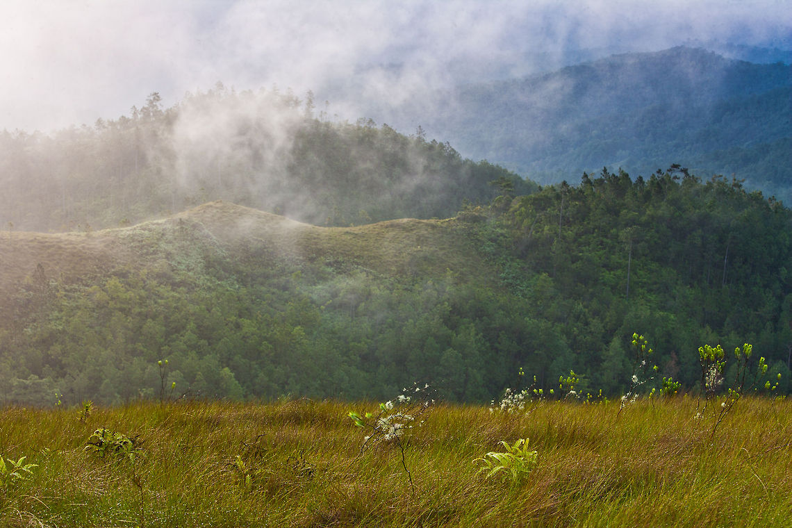 Baldy Beacon region of the Mountain Pine Ridge, Belize  Baldy Beacon,Belize,MPR,Mountain Pine Ridge