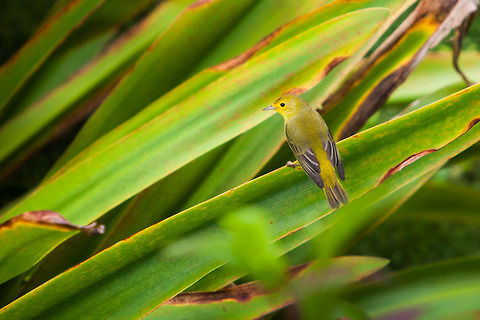 Yellow Warbler (Dendroica petechia)  Belize,Dangriga,Geotagged,Setophaga petechia,Yellow Warbler