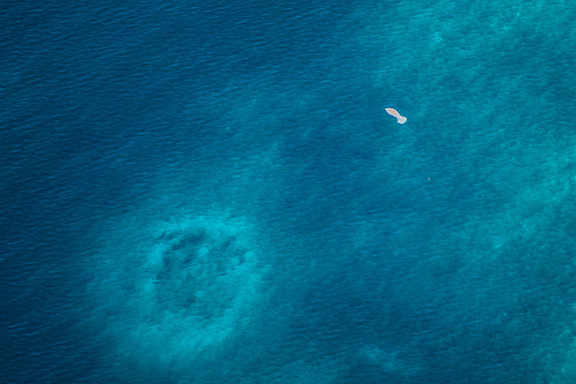 Manatee from 700'  Belize,Geotagged,Lighthawk,Trichechus manatus,Turneffe Island Atoll,West Indian manatee,aerial