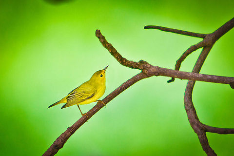Yellow Warbler (Dendroica petechia)  Belize,Dangriga,Geotagged,Setophaga petechia,Yellow Warbler