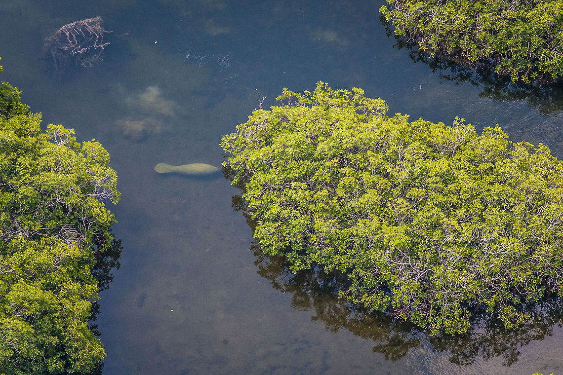 Manatee in mangrove of Turneffe Island Atoll, Belize  Belize,Geotagged,Lighthawk,Oceanic Society,Trichechus manatus,Turneffe Island Atoll,West Indian manatee,aerial,cetacean survey,manatee survey