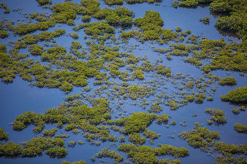 Red Mangrove at Turneffe Island Atoll, Belize  Belize,Geotagged,Lighthawk,Turneffe Island Atoll,aerial