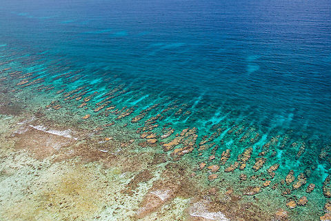 Spur and Grove habitat of the Belize Barrier Reef  Belize,Geotagged,Lighthawk,Oceanic Society,Turneffe Island Atoll,aerial,cetaceans,manatee,survey
