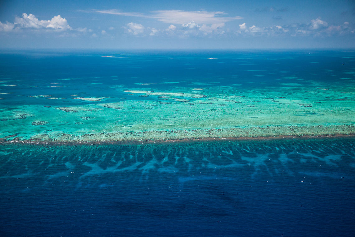 Spur and Grove habitat of the Belize Barrier Reef  Belize,Lighthawk,aerial,barrier reef,cetacean survey