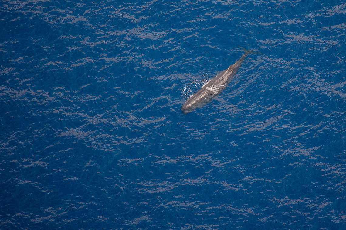 Sperm whale off the Belize Barrier Reef  Belize,Geotagged,Lighthawk,Physeter macrocephalus,Sperm Whale,aerial,barrier reef,cetaceans