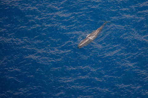 Sperm whale off the Belize Barrier Reef  Belize,Geotagged,Lighthawk,Physeter macrocephalus,Sperm Whale,aerial,barrier reef,cetaceans