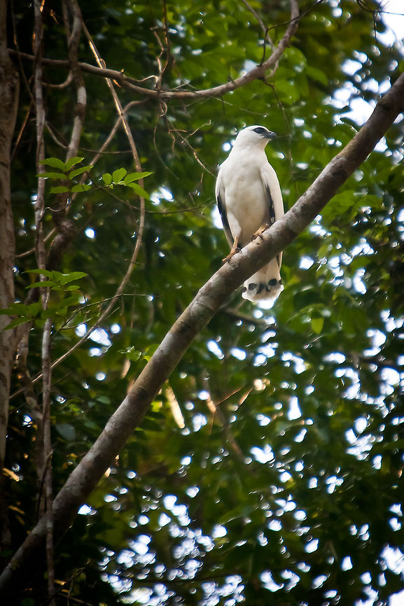 White Hawk (Leucopternis albicollis) White Hawk, Leucopternis albicollis ghiesbreghti Belize,Chiquibul,FCD,Friends of Conservation and Development,Leucopternis albicollis ghiesbreghti,Pseudastur albicollis,White Hawk,bird,bird of prey,expedition