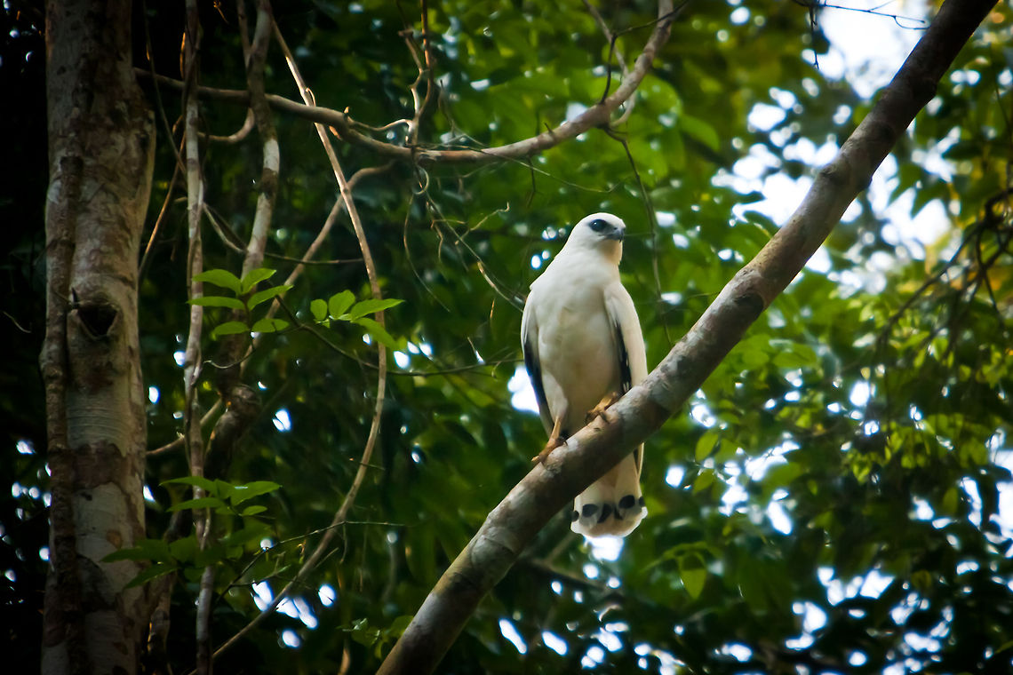 White Hawk (Leucopternis albicollis) White Hawk, Leucopternis albicollis ghiesbreghti Belize,Chiquibul,FCD,Friends of Conservation and Development,Leucopternis albicollis ghiesbreghti,Pseudastur albicollis,White Hawk,bird,bird of prey,expedition