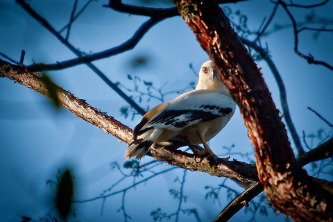White Hawk (Leucopternis albicollis)  Belize,Chiquibul,Dangriga,FCD,Friends of Conservation and Development,Pseudastur albicollis,White Hawk,expedition