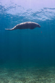 Manatee  Belize,Caye Caulker,Geotagged,Trichechus manatus,West Indian Manatee,manatee,underwater