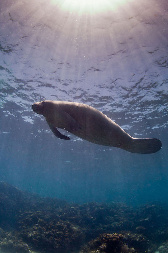 Manatee  Belize,Caye Caulker,Geotagged,Trichechus manatus,West Indian Manatee,manatee,underwater