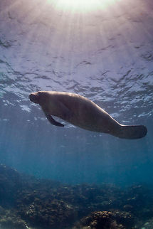 Manatee  Belize,Caye Caulker,Geotagged,Trichechus manatus,West Indian Manatee,manatee,underwater