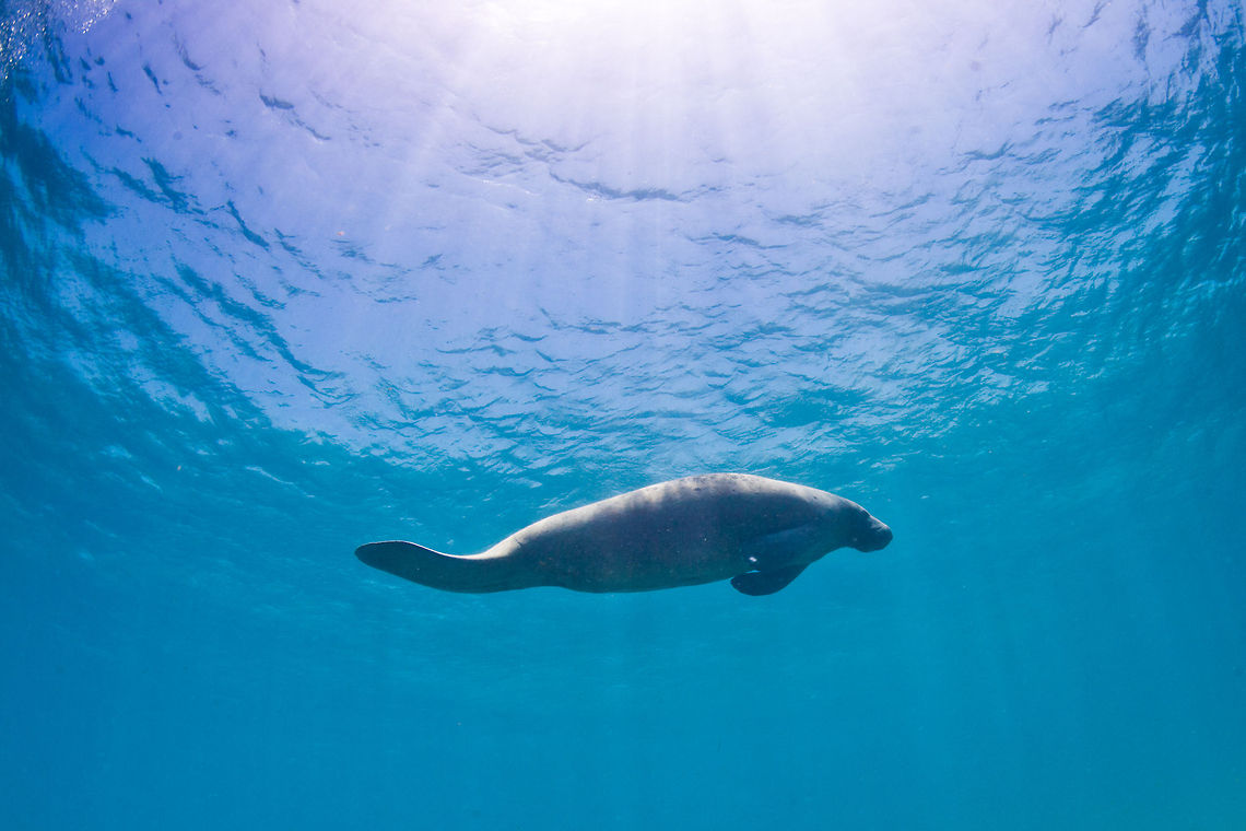 Manatee  Belize,Caye Caulker,Geotagged,Trichechus manatus,West Indian Manatee,manatee,underwater