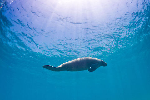 Manatee  Belize,Caye Caulker,Geotagged,Trichechus manatus,West Indian Manatee,manatee,underwater