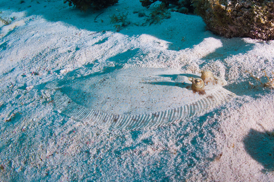 Peacock Flounder (Bothus lunatus)  Belize,Bothus lunatus,Caye Caulker,Plate fish,manatee,underwater
