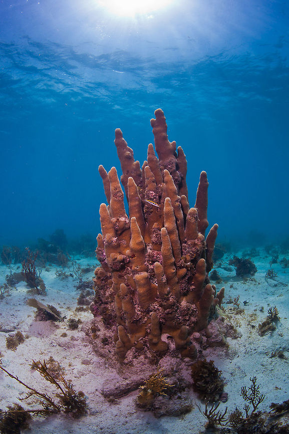 Pillar Coral (Dendrogyra cylindrus)  Belize,Caye Caulker,Dendrogyra cylindricus,Pillar Coral,manatee,underwater