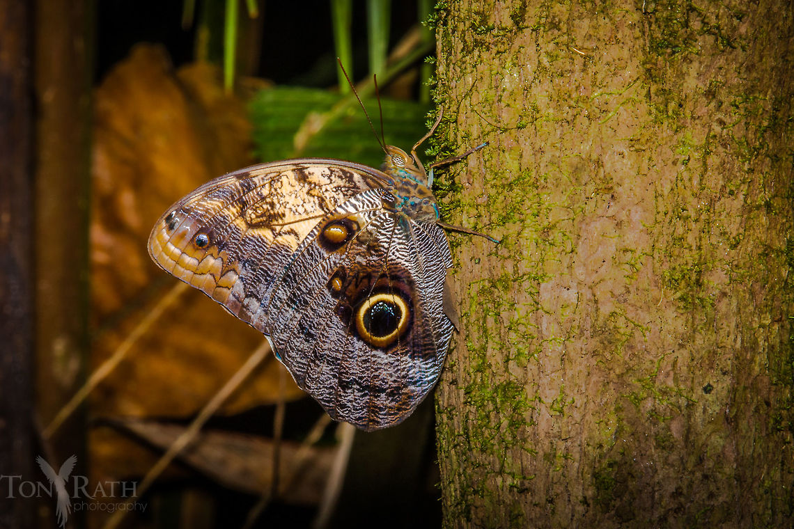 Owl-eye Butterfly  Belize,CBWS,Caligo eurilochus,Cockscomb Basin,Forest giant owl,Geotagged,Summer,butterfly