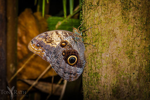 Owl-eye Butterfly  Belize,CBWS,Caligo eurilochus,Cockscomb Basin,Forest giant owl,Geotagged,Summer,butterfly