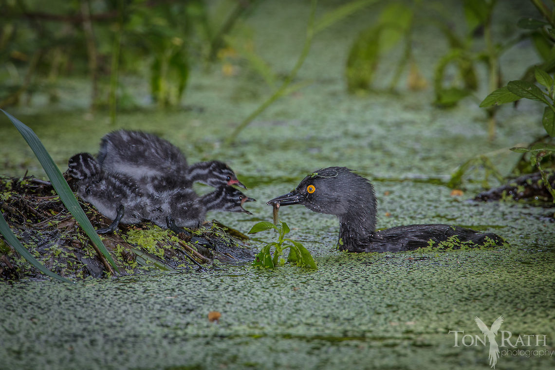 Least grebe, Belize  Belize,CBWS,Cockscomb Basin Wildlife Sanctuary,Geotagged,Least Grebe,Least grebe,Summer,Tachybaptus dominicus,bird