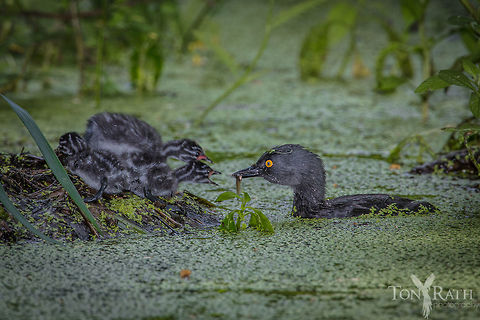 Least grebe, Belize  Belize,CBWS,Cockscomb Basin Wildlife Sanctuary,Geotagged,Least Grebe,Least grebe,Summer,Tachybaptus dominicus,bird