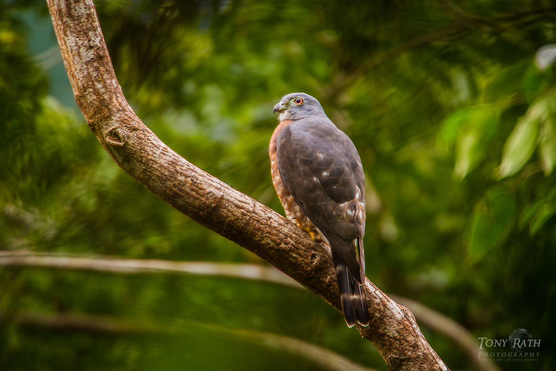 Sharp-shinned Hawk Sharp-shined Hawk, Bladen Nature Reserve, Belize Accipiter striatus,BNR,Belize,Bladen,Bladen Nature Reserve,Sharp-shinned Hawk,Ya'axche,Ya'axch&egrave;,rainforest