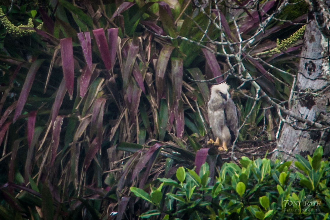 Harpy Eagle Chick Harpy Eagle Chick, Bladen Nature Reserve, Belize BNR,Belize,Bladen,Bladen Nature Reserve,Harpia harpyja,Harpy Eagle,Ya'axche,Ya'axch&egrave;,rainforest